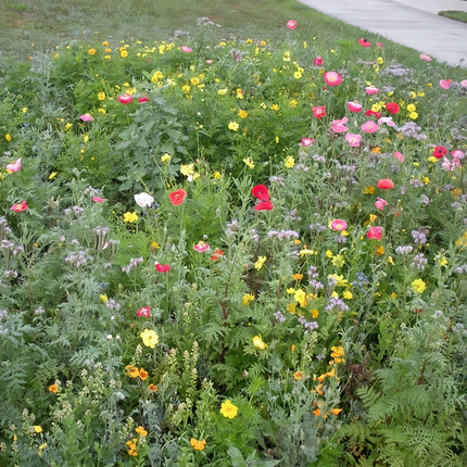 Heat Resistant Flower Combination Mix Seeds