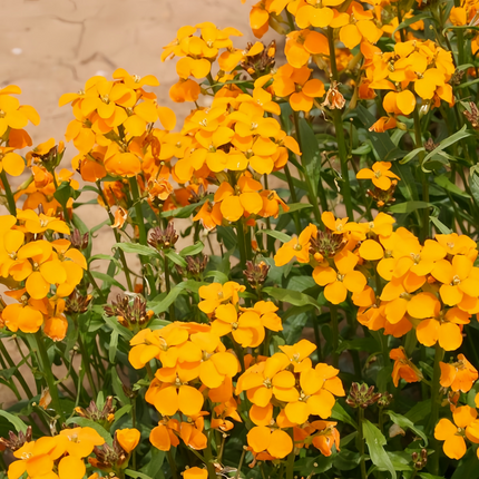 Cheiranthus Allionii 'Yellow' Siberian Wallflower Seeds