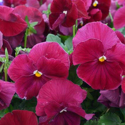 Viola Cornuta 'Rose Red' Tufted Pansy Seeds