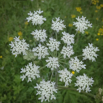 Heracleum hemsleyanum 'Chinese Hogweed' Medicinal Seeds