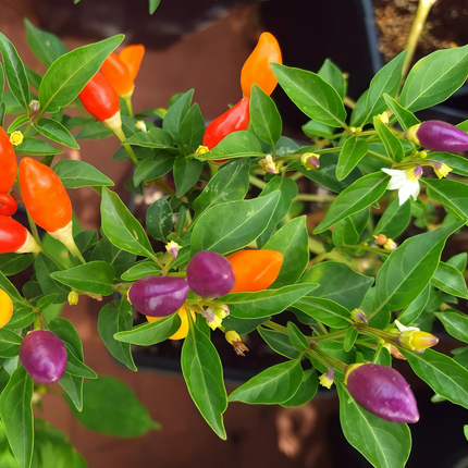 Capsicum annuum var. conoides 'Mix' Cone Pepper Seeds