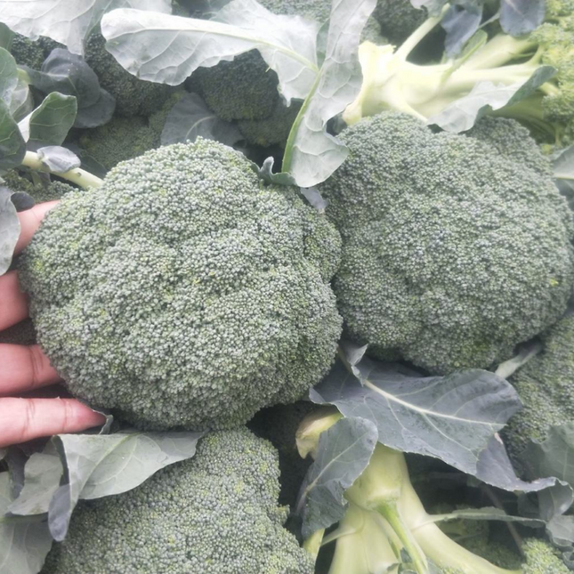Brassica oleracea var. italica 'Broccoli' Green Sprouting Seeds