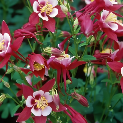 Aquilegia Vulgaris 'Red' European Columbine Seeds