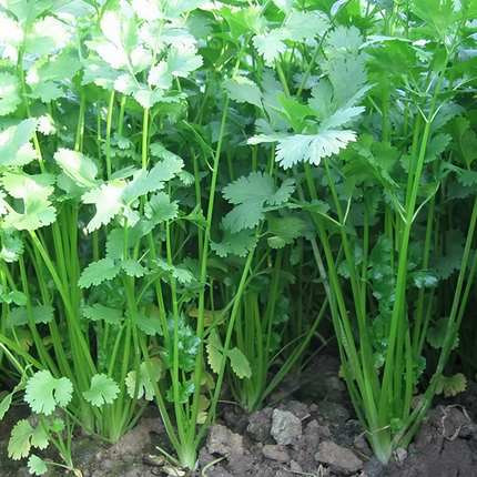 Coriandrum sativum 'Leaf & Flower' Cilantro Herb Seeds