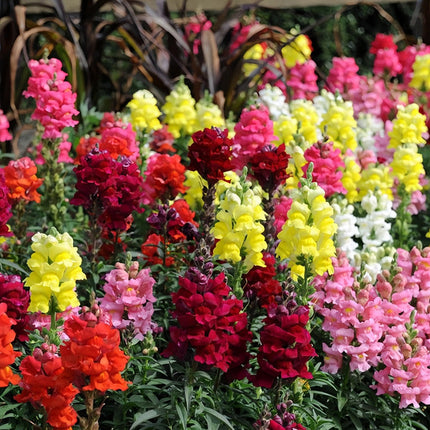 Antirrhinum Majus 'Mix' Multicolor Snapdragon Seeds