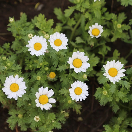 Anthemis Tinctoria 'White' Chamomile Bloom Seeds