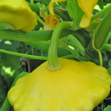 Cucurbita moschata 'Champion Yellow' Award Winter Squash Seeds