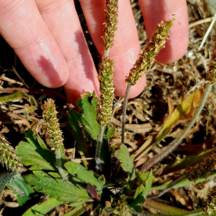 Plantago asiatica 'Che Qian Zi' Medicinal Herb Seeds