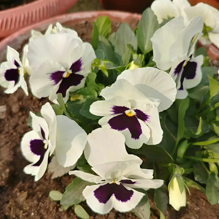 Viola Cornuta 'Daybreak White' Diurnal Viola Seeds