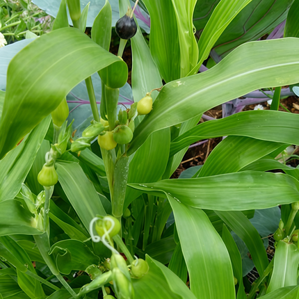 Coix lacryma-jobi 'Yellow' Job's Tears Seeds