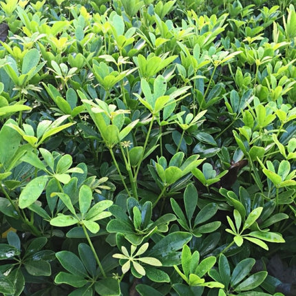 Poa pratensis 'Bluemoon' Kentucky Bluegrass Turf Seeds