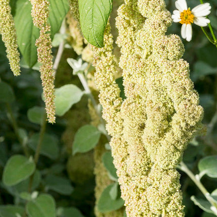 Amaranthus Caudatus 'Yellow' Cascading Seeds