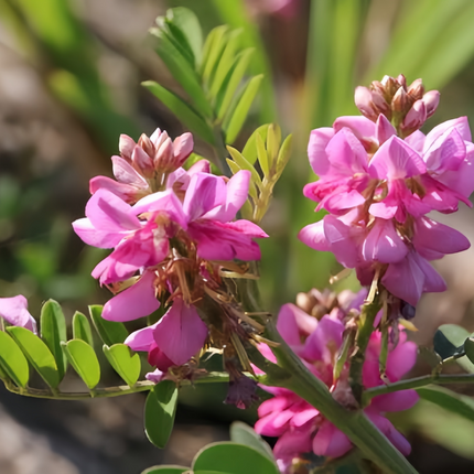 Indigofera pseudotinctoria 'Indigo' Dye Plant Seeds