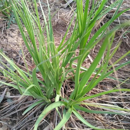 Anemarrhena asphodeloides 'Zhimu' Medicinal Root Seeds
