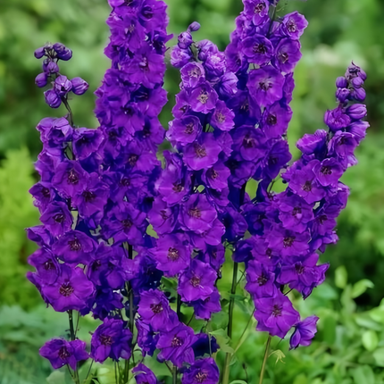 Delphinium Elatum 'Blue' Majestic Seeds