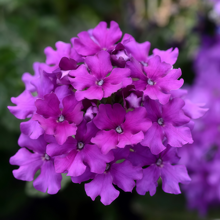 Glandularia Hybrida 'Reddish Purple' Verbena Seeds
