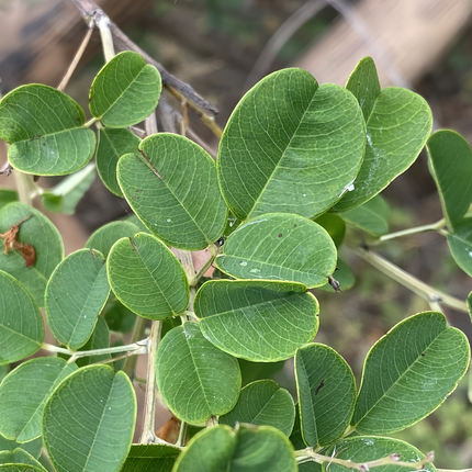 Lespedeza thunbergii 'Bush Clover' Forage & Erosion Control Seeds