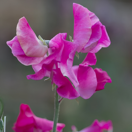 Lathyrus Odoratus 'Rose Red' Heirloom Seeds