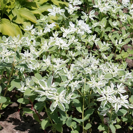 Euphorbia Marginata 'Green Leaf White Edge' Variegated Seeds