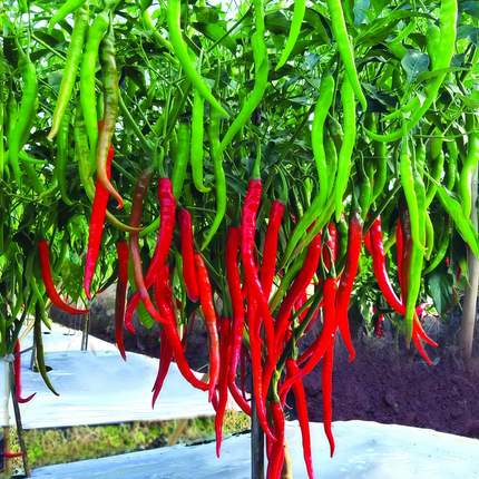 Capsicum annuum var. conoides 'Line Corner Red' Hot Pepper Seeds