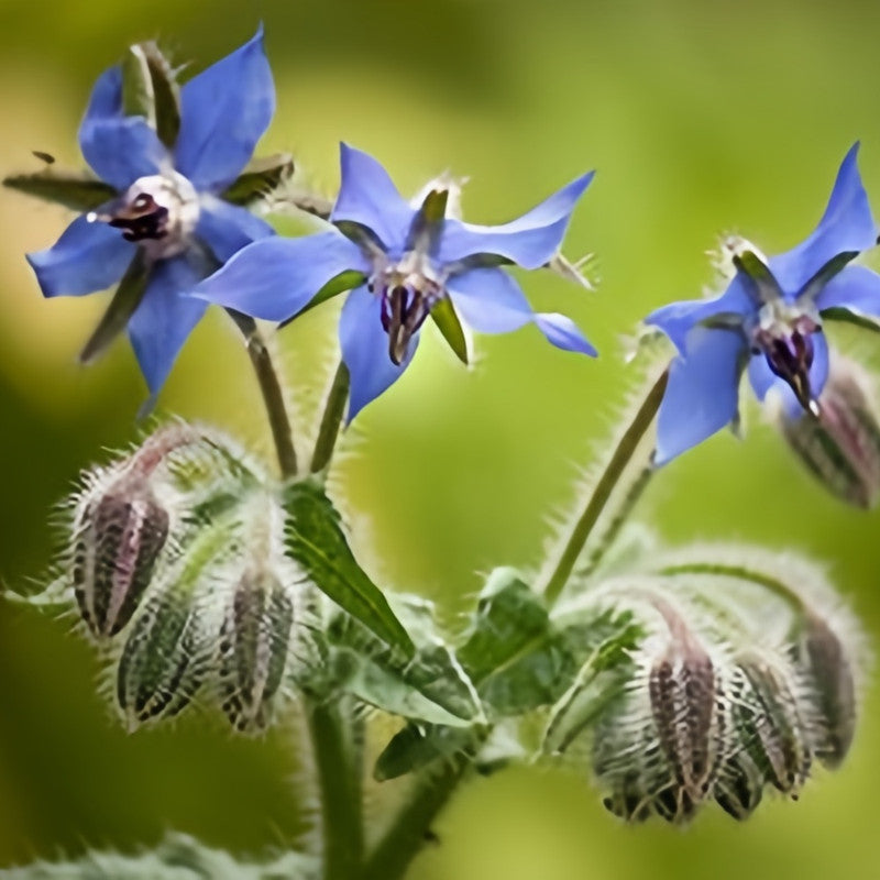 Borago Officinalis 'Blue' Herbal Garden Seeds