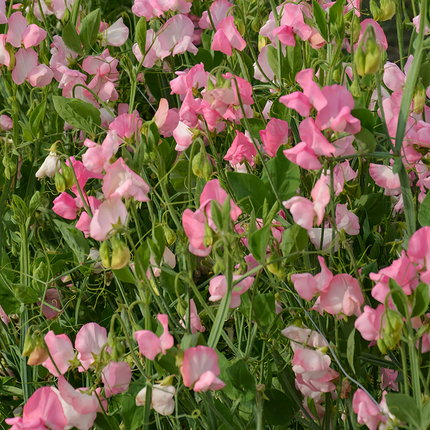 Lathyrus Odoratus 'Pink' Fragrant Seeds