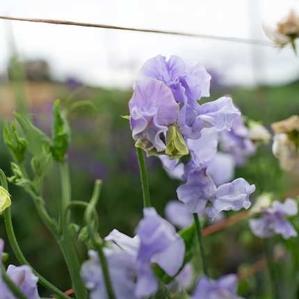 Lathyrus Odoratus 'Blue' Scented Seeds