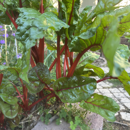 Beta vulgaris subsp. vulgaris 'Green Leaf Red Vein' Chard Seeds