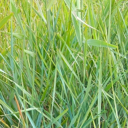 Lolium perenne 'Perennial Ryegrass' Turf & Forage Seeds