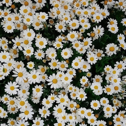 Brachycome Iberidifolia 'Snow White' Elegant Daisy Seeds
