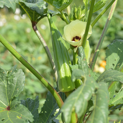 Abelmoschus esculentus 'Yellow' Okra Seeds
