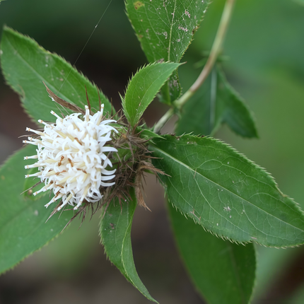 Adenophora tetraphylla ‘Fourleaf Ladybell’ Perennial Herb Seeds
