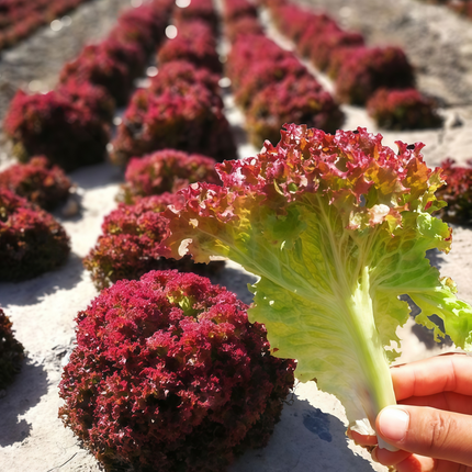Lactuca sativa 'Red Leaf' Lettuce Seeds