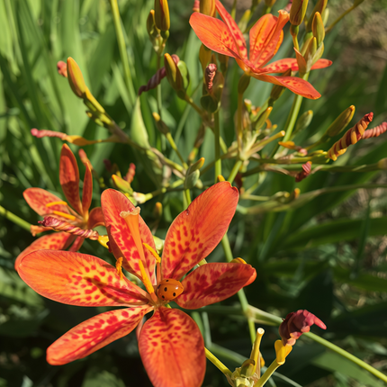 Iris Domestica 'Tangerine' Leopard Flower Seeds