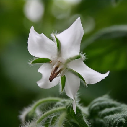 Borago Officinalis 'White' Ornamental Borage Seeds