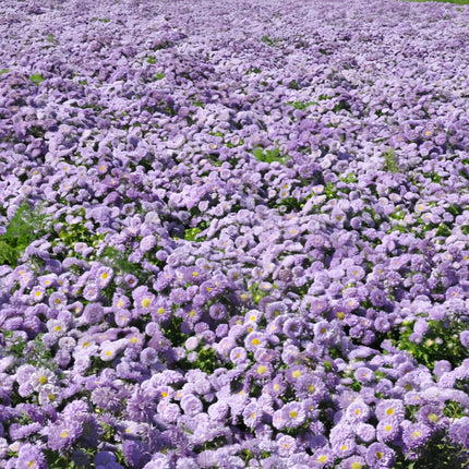 Callistephus Chinensis 'Baby Blue' Delicate Aster Seeds