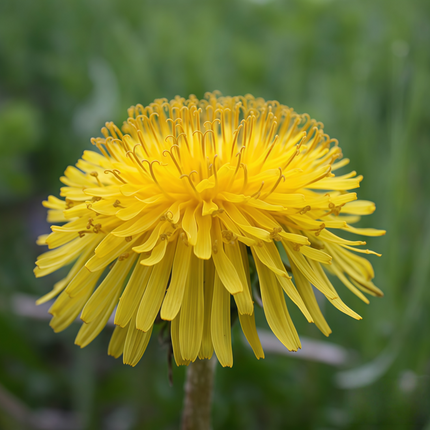 Taraxacum mongolicum ‘Mongolian Dandelion’ Edible & Botanical Seeds
