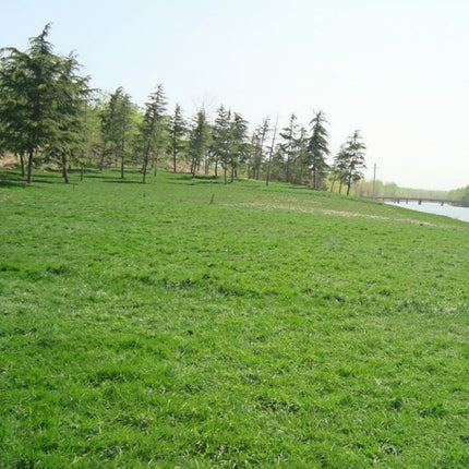 Poa pratensis 'Common Hulled' Kentucky Bluegrass Seeds