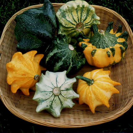 Cucurbita moschata 'Crown Mix' Winter Squash Seeds