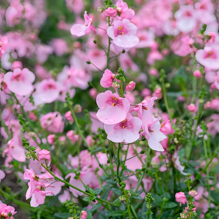 Diascia Barberae 'Pink' Delicate Seeds