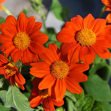 Tithonia Rotundifolia 'Orange' Mexican Sunflower Seeds