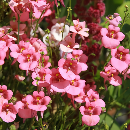 Diascia Barberae 'Pink' Delicate Seeds