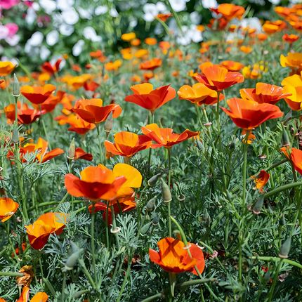 Eschscholzia Californica 'Red' Poppy Seeds