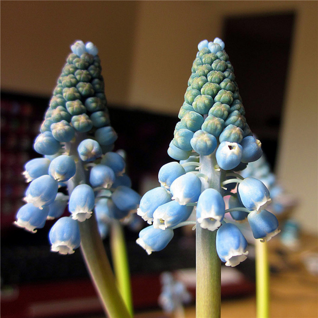 Muscari 'Ocean Magic' Imported Perennial Bulbs