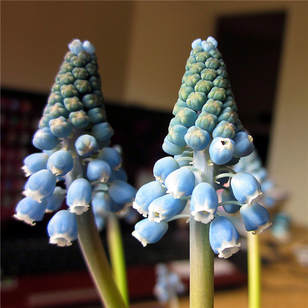 Ocean Magic Grape Hyacinth Bulb – Imported Perennial Flower for Indoor & Outdoor Pots | Hardy All-Season Bloom in Soil or Water