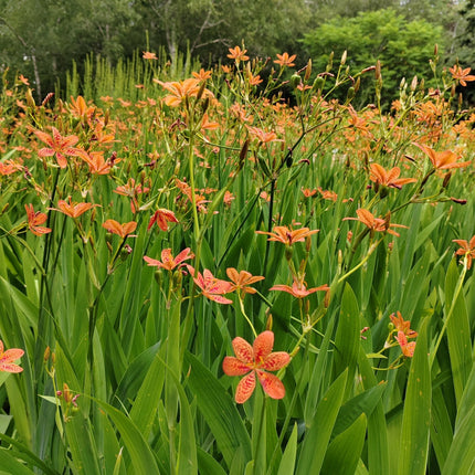 Iris domestica 'Leopard Flower' Ornamental & Medicinal Seeds