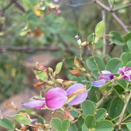 Lespedeza thunbergii 'Bush Clover' Forage & Erosion Control Seeds