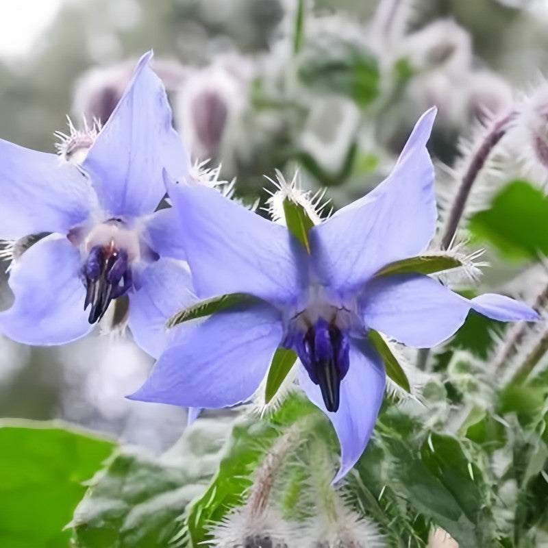 Borago Officinalis 'Blue' Herbal Garden Seeds
