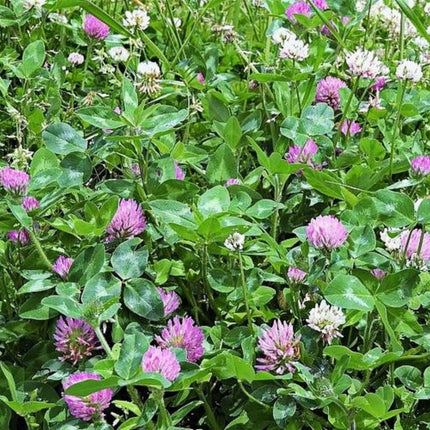 Trifolium pratense 'Red Clover' Legume Forage & Cover Crop Seeds