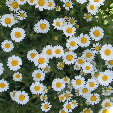 Anthemis Tinctoria 'White' Chamomile Bloom Seeds